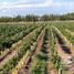  Land for sale in Rivadavia Mendoza, Rivadavia