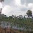  Land for sale in Buleleng Bali, Banjar, Buleleng, Bali