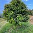  Land for sale in Raub Pahang, Semantan Ulu, Raub, Pahang